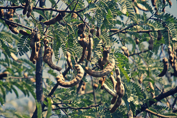 Tamarindo, Tamarindus indica
 - Foto, imagen