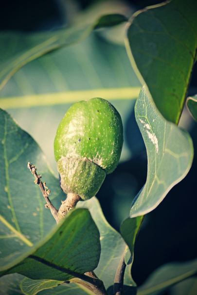 Vruchten van Semecarpus anacardium - Foto, afbeelding