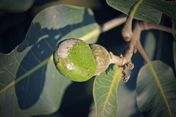 Meyve Semecarpus anacardium - Fotoğraf, Görsel