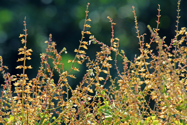 Albahaca, Albahaca dulce, Ocimum basilicum, India
 - Foto, Imagen