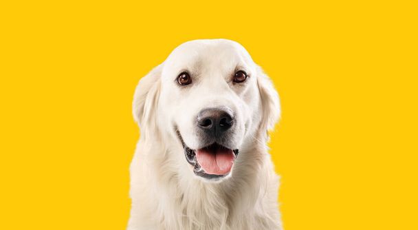 Retrato de un lindo perro labrador retriever rubio mirando a la cámara con sonrisa feliz, posando sobre fondo de estudio amarillo, primer plano - Foto, imagen