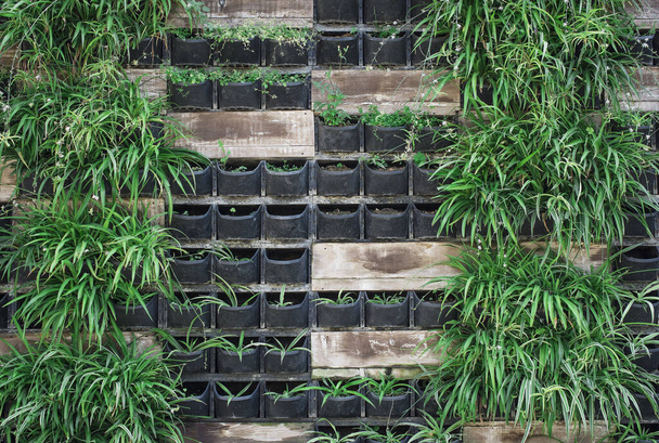 Mur de fleurs jardin vertical pour le fond - Photo, image