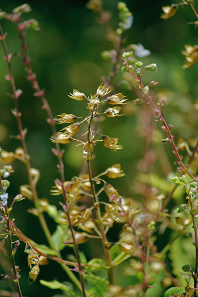Albahaca, Albahaca dulce, Ocimum basilicum, India
 - Foto, Imagen