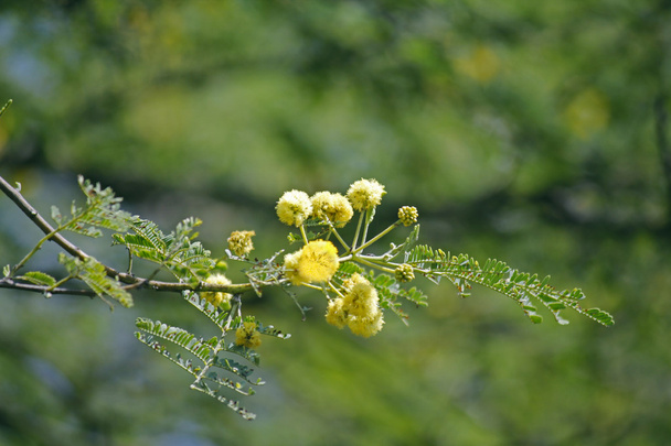 Flores de Vachellia nilotica, Acacia Nilotica, Babhul tree, Ind
 - Foto, imagen