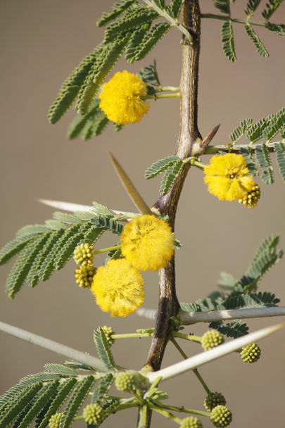 Kwiaty Vachellia nilotica, Acacia Nilotica, Babhul drzewa, Ind - Zdjęcie, obraz