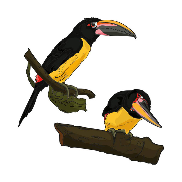 Vector illustration of exotic birds. Toucan as a designer's blank, emblem, print - Vektor, Bild