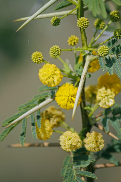 Λουλούδια της Vachellia nilotica, Acacia Nilotica, Babhul δέντρο, Ind - Φωτογραφία, εικόνα