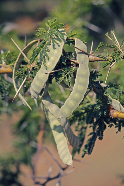 Schoten von vachellia nilotica, acacia nilotica, babhul tree, india - Foto, Bild