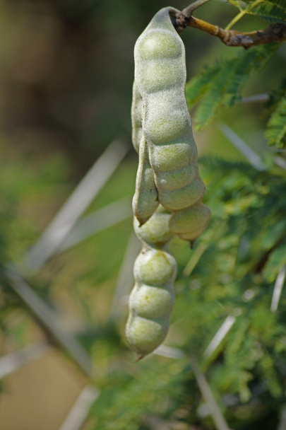 Schoten von vachellia nilotica, acacia nilotica, babhul tree, india - Foto, Bild
