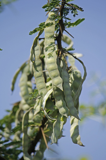 Pods of Vachellia nilotica, Acacia Nilotica, Babhul tree, India - Photo, Image