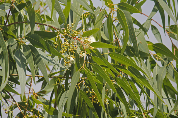 Corymbia citriodora, citrom illatú gumi - Fotó, kép