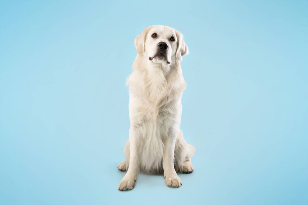 Cute labrador retriever dog sitting isolated on blue studio background, playing and looking away, free copy space. Pet portrait concept - Photo, Image