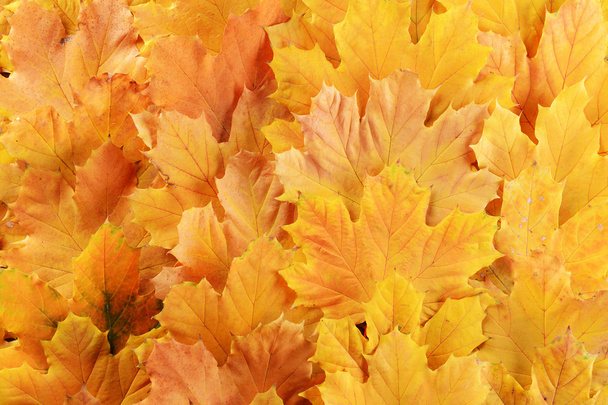 Autumn leaves - Foto, Imagem