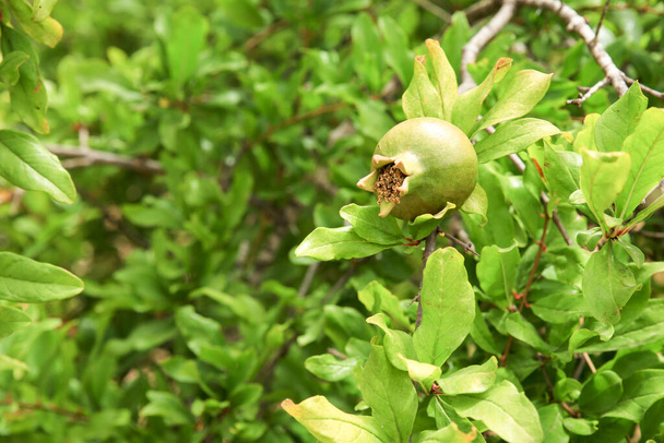 Groene granaatappel op de boom onder de zon - Foto, afbeelding