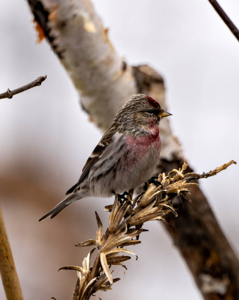 Red poll Finch side view perched on foliage with a blur forest background in its environment and habitat surrounding. - Zdjęcie, obraz