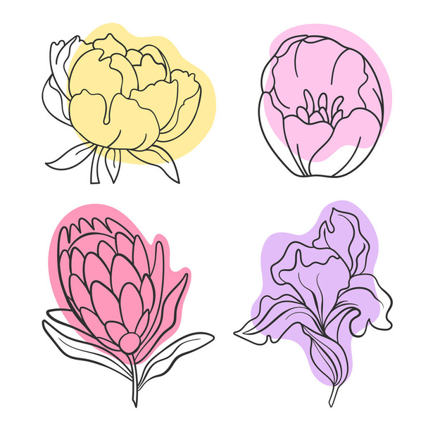 Vector line black illustration graphics flowers: peony, protea, tulip, iris with colors stains - Вектор, зображення