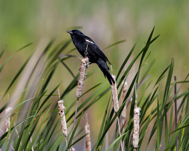 Red-Winged Blackbird Nahaufnahme Profil Seitenansicht, hockt auf einer Rohrkolbenpflanze mit verschwommenem Laub Hintergrund in seiner Umgebung und Lebensraum Umgebung. - Foto, Bild