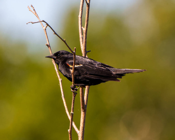 Red-Winged Blackbird зблизька оглядається профіль, розташований на рослині з розмитим зеленим фоном в навколишньому середовищі.. - Фото, зображення