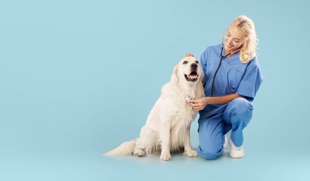Happy veterinary doc ellenőrzi golden retriever szívverés állatklinikán, ül labrador felett kék stúdió háttér, panoráma szabad hely - Fotó, kép