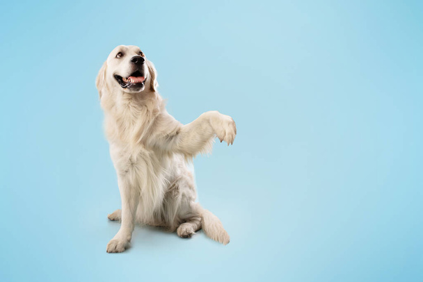 Αξιολάτρευτο έξυπνο σκυλί golden retriever χαμογελώντας και δίνοντας ένα κόλλα πέντε, κάθεται απομονωμένο πάνω από το μπλε φόντο στούντιο, δωρεάν χώρο αντίγραφο. Εκπαίδευση συμπεριφοράς και υπακοής σκύλων - Φωτογραφία, εικόνα