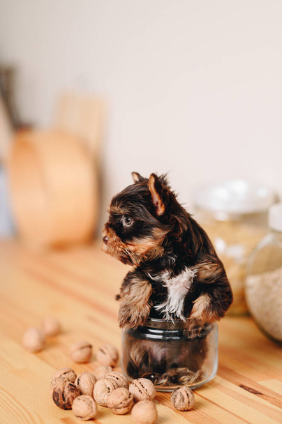 Серьёзный хмурый маленький йоркширский терьер-щенок стоит на деревянном кухонном столе. Щенок стоит в стеклянной банке. Вертикальный портрет Маленькая собака смотрит в сторону. - Фото, изображение