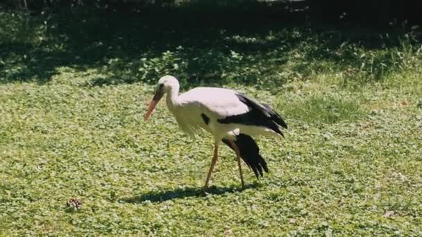 Cigüeña solitaria caminando sobre hierba durante el verano y buscando algo para comer. - Metraje, vídeo