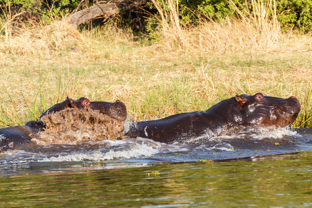 Dos jóvenes luchadores hipopótamo Hipopótamo
 - Foto, Imagen