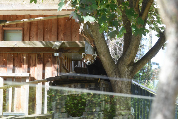 un panda rouge dans un parc animalier, des arbres, une prairie et un logement en bois - Photo, image