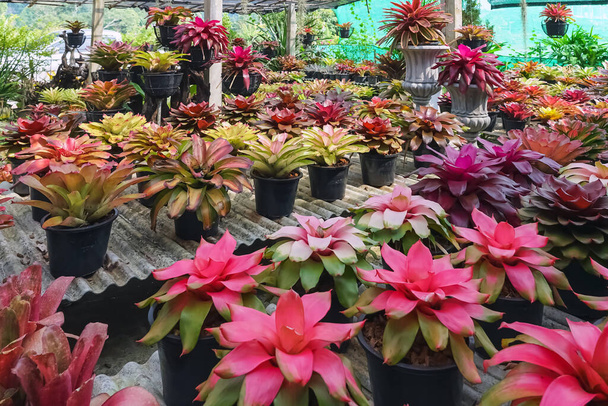Multicolored bromeliad, colorful bromeliad leaves, Tropical plants in green house for garden decoration. Colorful Neoregelia plant for home decoration. Beautiful Neoregelia bromeliad plants in park. - Photo, Image