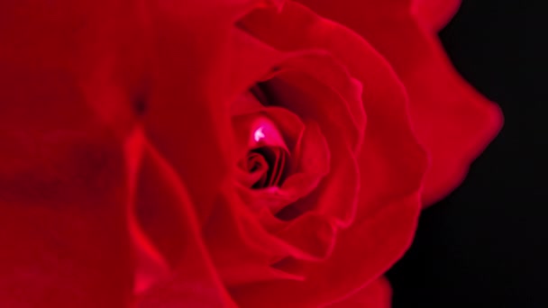 makró időeltolódás felvételek vörös rózsa virágról   - Felvétel, videó