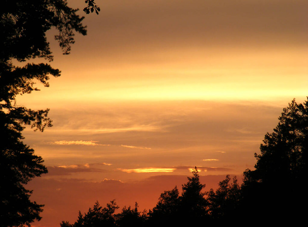 чарівний платиново-золотий захід сонця в лісі, обрамлений чорними силуетами дерев
 - Фото, зображення