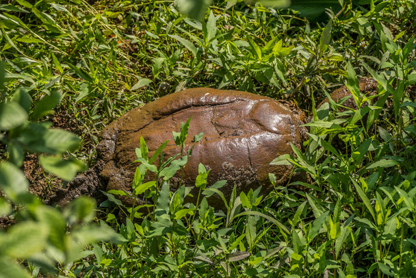 Esihistoriallinen näköinen iso napsauttava kilpikonna kävelee vedestä vesikasvillisuuteen mutaisella kostealla maalla aurinkoisena päivänä kosteikolla keväällä. - Valokuva, kuva