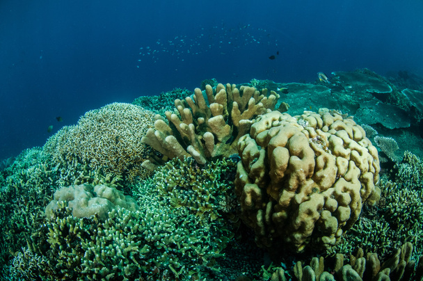 Dendrogyra cyllindrus korali i innych różnych koralowców twardych koralowe podwodne zdjęciu Gorontalo, Indonezja. - Zdjęcie, obraz