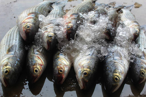 Graubarben-Mugil-Cephalus-Fische liegen in feuchtem Boden mit Eis zum Verkauf auf dem indischen Fischmarkt - Foto, Bild