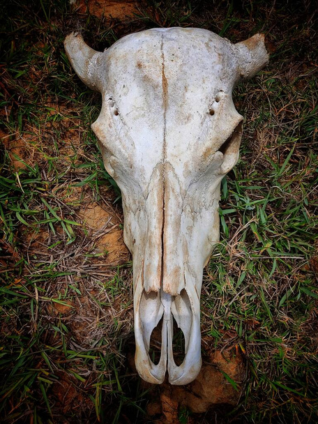 koponya egy szarvasmarha feküdt őrölt halott bika koponya különböző szögből kilátás - Fotó, kép