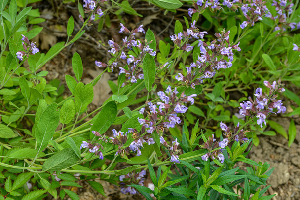 Salbei, salvia officinalis, im biologischen Garten. Heilkraut, Konzept der gesunden Ernährung. Purple Salvia ist eine Kräuterpflanze aus der Familie der Minze. Botanisches, natürliches, Kräuter- und Blütenkonzept. - Foto, Bild