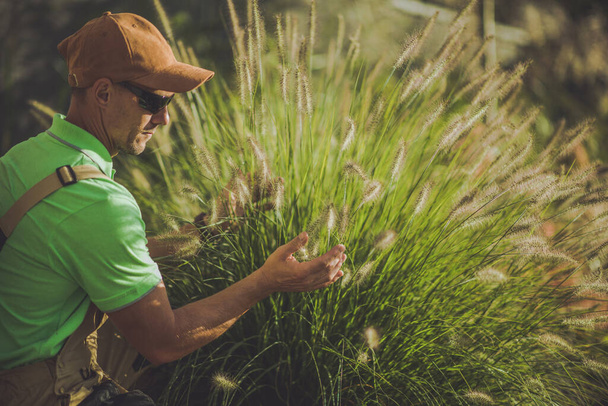 Kertész Gondosan ellenőrzi a növény állapotát a rendszeres kerti karbantartás során. Pennisetum Plant közelsége, más néven Fountain Grass. - Fotó, kép