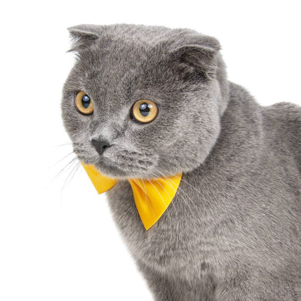 Blue gray british cat beautiful with yellow bow tie isolated on the white background - Foto, Imagen