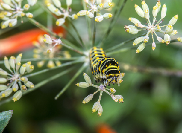 Monarchn oruga, larvas, Lepidoptera - Foto, Imagen