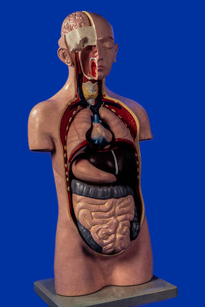 Συνθετικό μοντέλο ανθρώπινου κορμού με μεμονωμένα όργανα σε μπλε φόντο  - Φωτογραφία, εικόνα