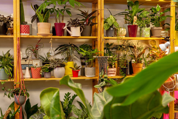 Разнообразие экзотических растений в цветочном магазине. - Фото, изображение