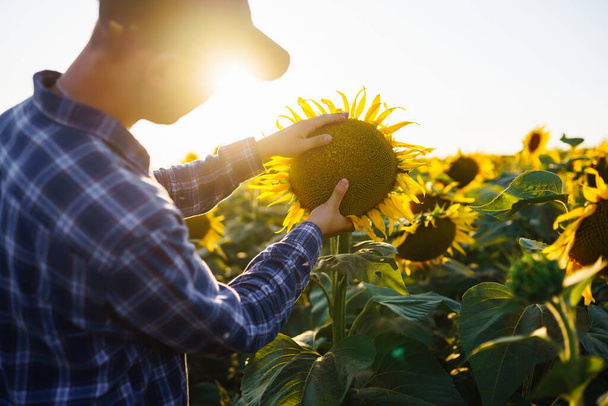 Farmer in the sunflower field. Farmer's hand touches blooming sunflower. Farmer examining crop. Business, harvesting, organic gardening concept. - Foto, afbeelding