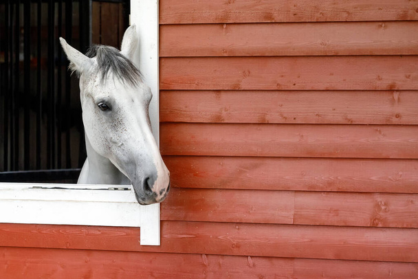 Curioso caballo blanco mira por la ventana del establo. El exterior del establo de caballos está hecho de tablones de madera roja, hay espacio libre para el texto en la imagen. - Foto, Imagen