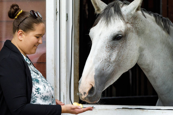 Female horse owner standing at the horse stable feeding with apple a silver color horse in the stall. The horse is looking out from the window of the stall. Horse stable view. Love for horses. - Photo, Image