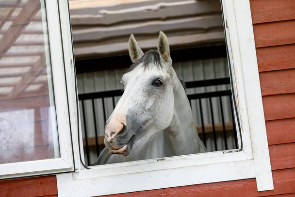 Лошадь серебристого цвета смотрит в окно конюшни и улыбается нам. - Фото, изображение