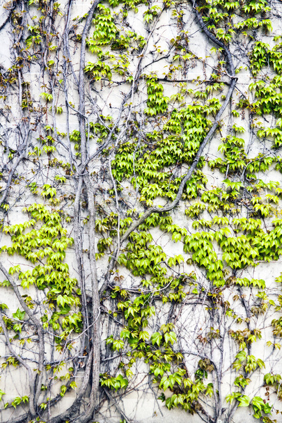 Ivy on gray wall - Фото, изображение