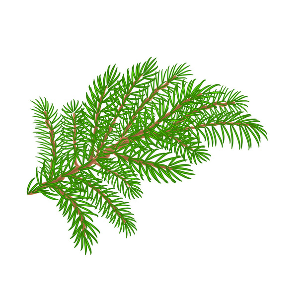 Spruce branch Christmas tree vector illustration - Vector, Image
