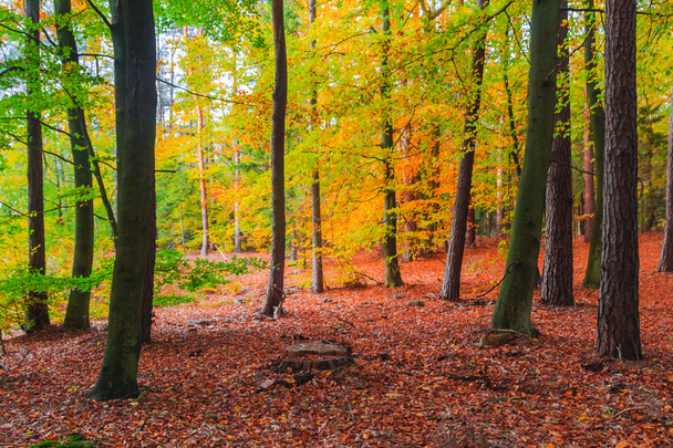 Herfst diepten bos bomen kleurrijke bladeren - Foto, afbeelding