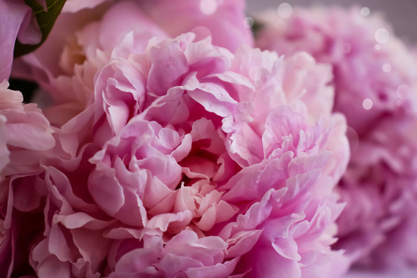 Красивый пионский цветок на светлом фоне - Фото, изображение