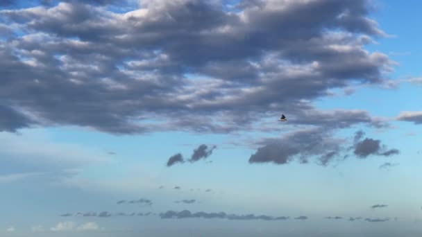 Seagull bird fl over the sea - Кадры, видео